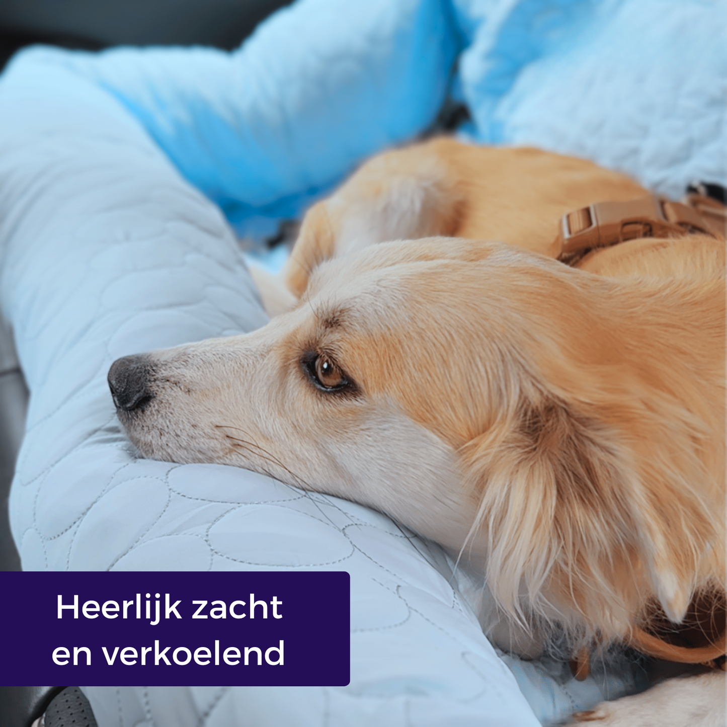 Koelmand voor in de auto