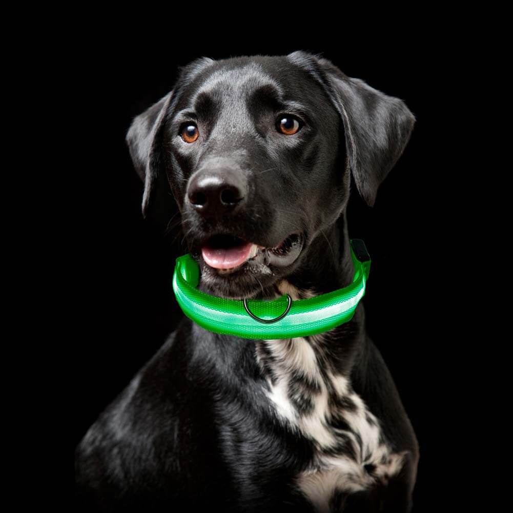 Ramler - Lichtgevende hondenhalsband voor veiligheid in het donker